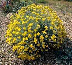Helichrysum Italicum