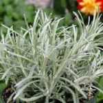 Helichrysum Italicum Sylvery White