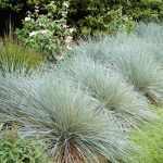 Helictotrichon sempervirens 'Pendula' (Örökzöld zabfű)