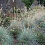 Helictotrichon sempervirens 'Saphirsprudel' (Örökzöld zabfű)