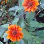 Heliopsis  'Fire Twister'  (Napszemvirág)