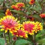 Heliopsis  'Funky Spinner'  (Napszemvirág)