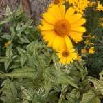 Heliopsis helianthoides 'Loraine Sunshine' (Érdes napszemvirág)   /tarka lomb/