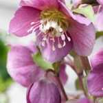 Helleborus Amor