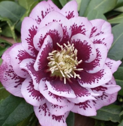 Helleborus  Double Pink – keleti hunyor