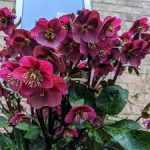 Helleborus Frost Kiss Anna's Red