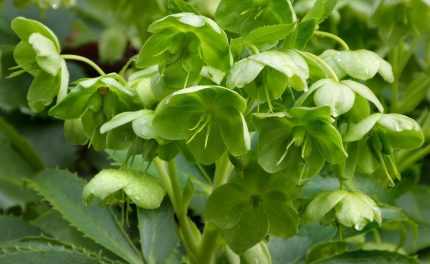 Helleborus argutifolius (Korzikai hunyor)