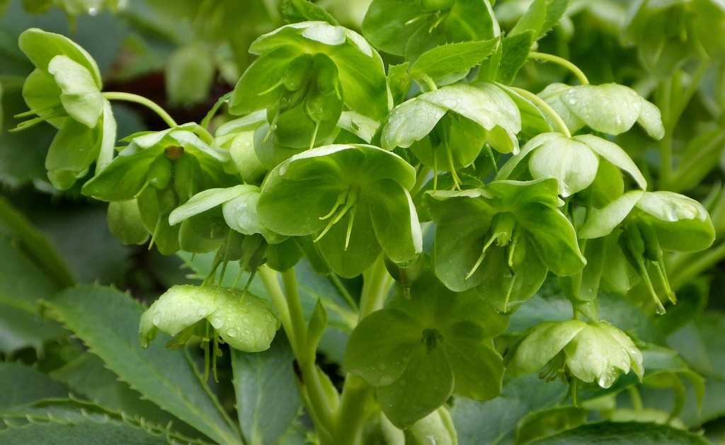 Helleborus argutifolius (Korzikai hunyor)