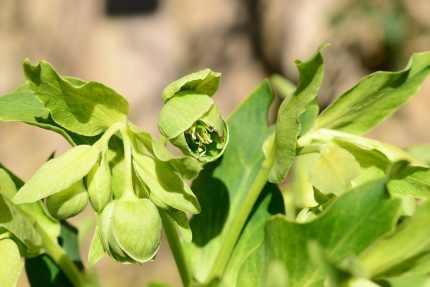 Helleborus foetidus 'Sopron' (Télizöld hunyor)