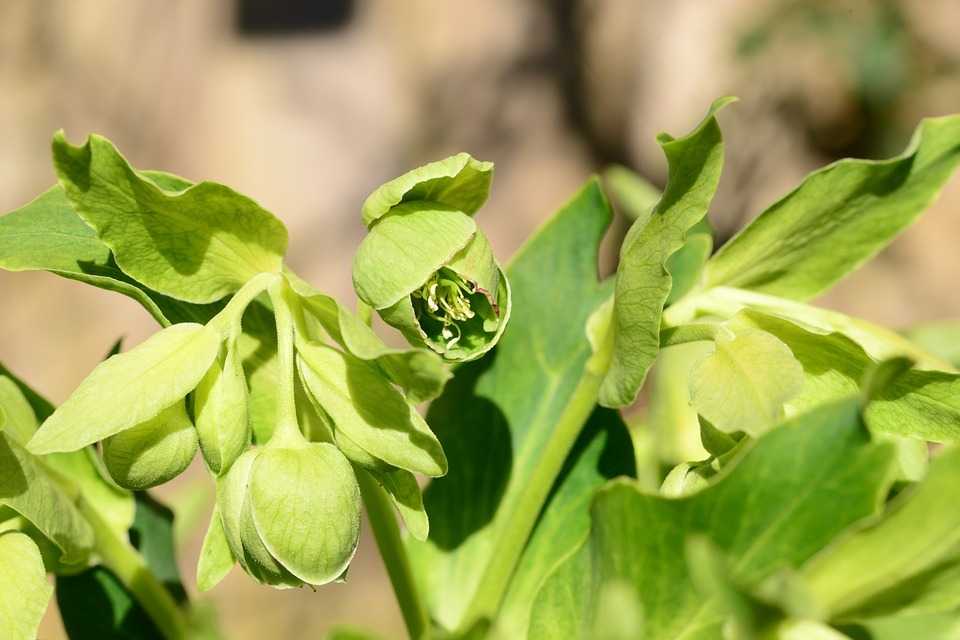 Helleborus foetidus 'Sopron' (Télizöld hunyor)