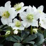 Helleborus niger (Fekete hunyor)