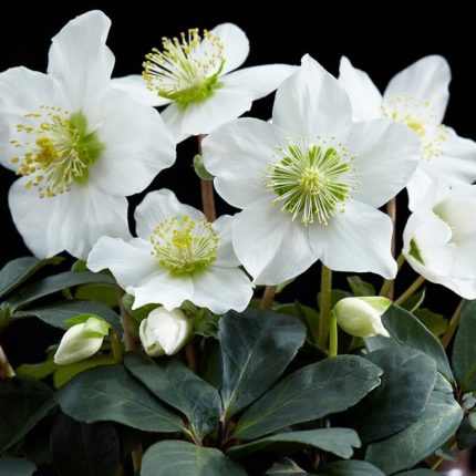 Helleborus niger (Fekete hunyor)