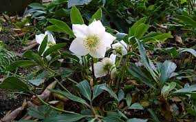 Helleborus niger 'Mont Blanc'  (Fekete hunyor)
