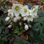 Helleborus niger 'Praecox' (Fekete hunyor)
