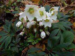 Helleborus niger 'Praecox' (Fekete hunyor)