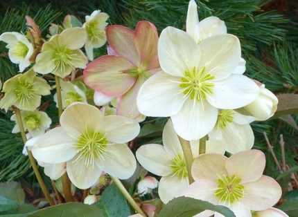 Helleborus nigercors Candy Love
