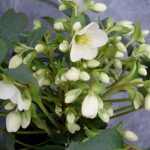 Helleborus nigercors Crystal Love