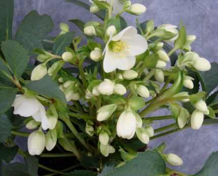 Helleborus nigercors Crystal Love