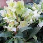 Helleborus nigercors Snow Love