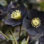 Helleborus orientalis 'Black' (Keleti hunyor)