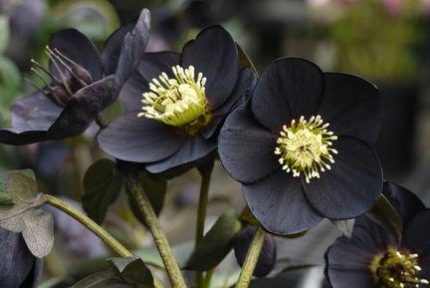 Helleborus orientalis 'Black' (Keleti hunyor)
