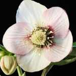 Helleborus orientalis 'Double Ellen Picotee' (Keleti hunyor)