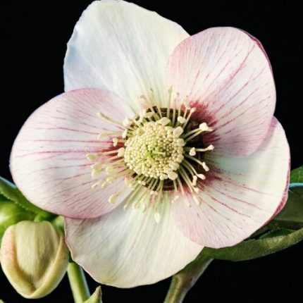Helleborus orientalis 'Double Ellen Picotee' (Keleti hunyor)