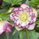 Helleborus orientalis 'Double Ellen Picotee Spotted' (Keleti hunyor)