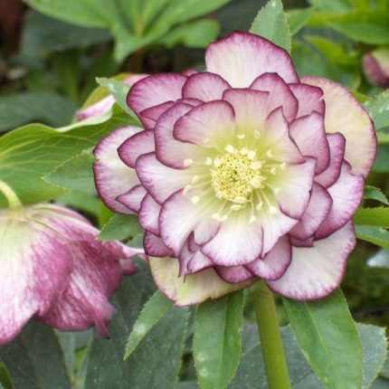 Helleborus orientalis 'Double Ellen Picotee Spotted' (Keleti hunyor)