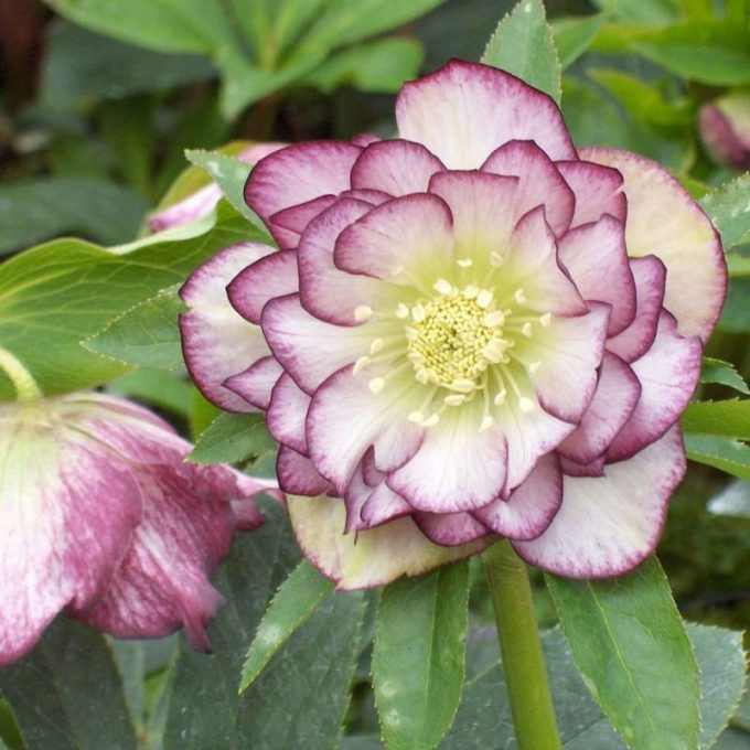 Helleborus orientalis 'Double Ellen Picotee Spotted' (Keleti hunyor)