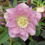 Helleborus orientalis 'Double Ellen Pink' (Keleti hunyor)