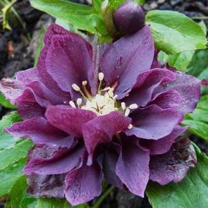 Helleborus orientalis 'Double Ellen Purple' (Keleti hunyor)