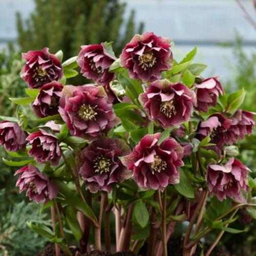 Helleborus orientalis 'Double Ellen Red' (Keleti hunyor)