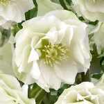 Helleborus orientalis 'Double White' (Keleti hunyor)