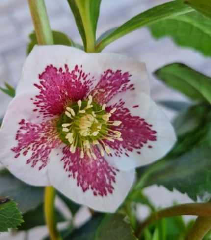 Helleborus orientalis 'Frozen Kristof'  (Keleti hunyor)