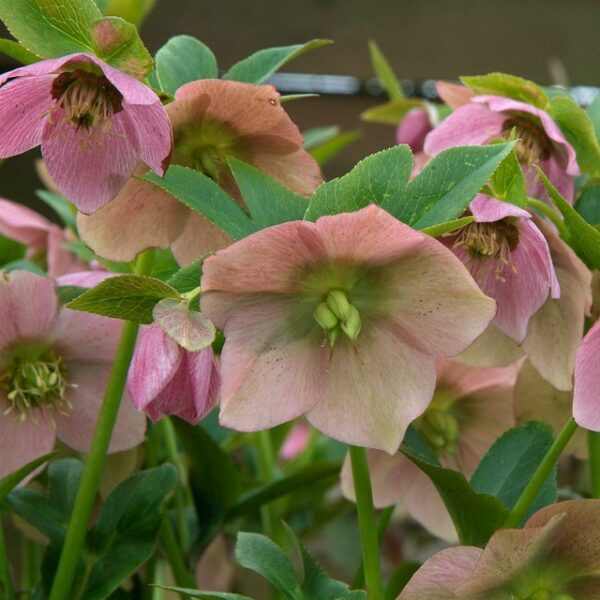 Helleborus orientalis 'Pink' (Keleti hunyor)