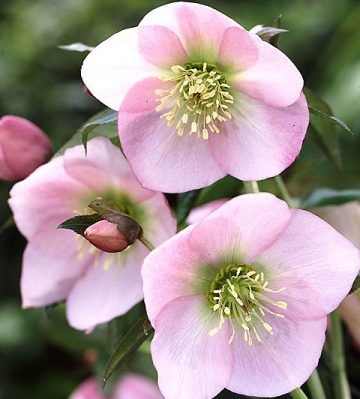 Helleborus orientalis 'Pretty Ellen Pink' (Keleti hunyor)