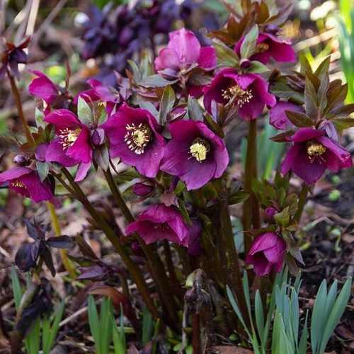 Helleborus orientalis 'Pretty Ellen Red' (Keleti hunyor)