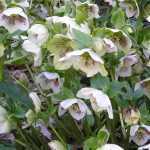 Helleborus orientalis 'Pretty Ellen White Spotted' (Keleti hunyor)