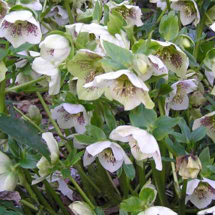 Helleborus orientalis 'Pretty Ellen White Spotted' (Keleti hunyor)