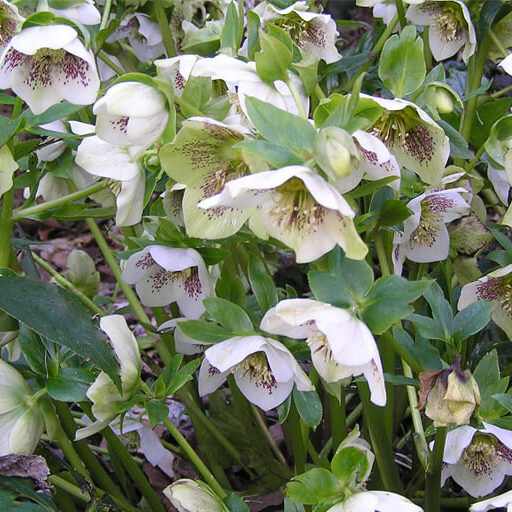 Helleborus orientalis 'Pretty Ellen White Spotted' (Keleti hunyor)