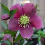 Helleborus orientalis 'Red'  (Keleti hunyor)