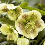 Helleborus orientalis 'Yellow'  (Keleti hunyor)