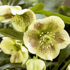 Helleborus orientalis 'Yellow'  (Keleti hunyor)