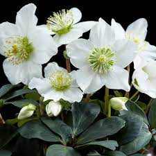 Helleborus x nigercors 'Emma' (Hunyor)