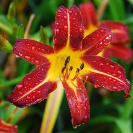Hemerocallis  'Autumn Red' (Sáslilom)