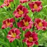 Hemerocallis  'Baltimore Oriole' (Sásliliom)