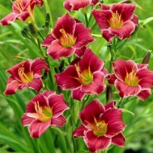 Hemerocallis  'Baltimore Oriole' (Sásliliom)