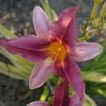 Hemerocallis  'Bourbon Kings' (Sásliliom)