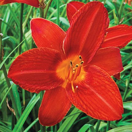 Hemerocallis  'Campfire Ambers' (Sásliliom)